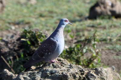 Pigeon roussard - Speckled Pigeon
