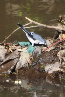 Bergeronnette  longue queue - Mountain Wagtail