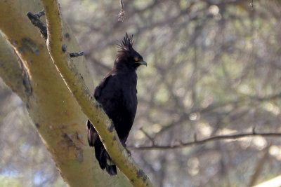Aigle huppard - Long-crested Eagle