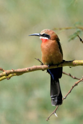 Guêpier à front blanc - White-fronted Bee-eater