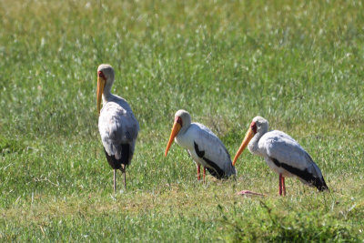 Tantale ibis - Yellow-billed Stork