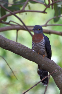Coucou solitaire - Red-chested Cuckoo