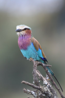 Rollier à longs brins - Lilac-breasted Roller