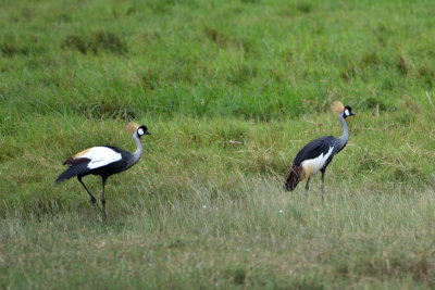 Grue royale - Gray-crowned Crane