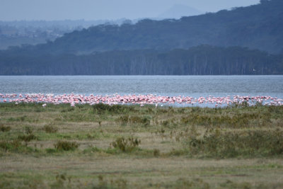 Flamant nain, Flamant rose - Greater Flamingo, Lesser Flamingo