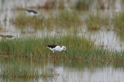 chasse blanche - Black-winged Stilt