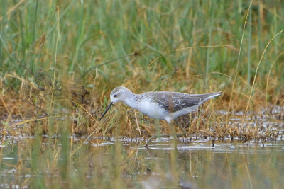 Chevalier stagnatile - Marsh Sandpiper