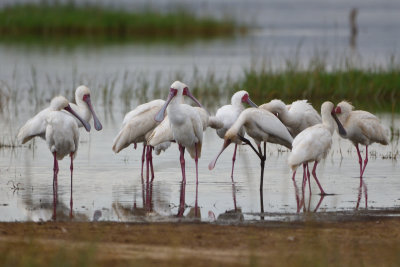 Spatule d'Afrique - African Spoonbill