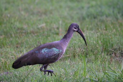 Ibis hagedash - Hadada Ibis