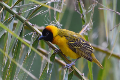 Tisserin intermédiaire - Lesser Masked-Weaver