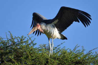 Marabout d'Afrique - Marabou Stork