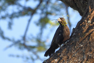 Alecto  bec blanc - White-billed Buffalo-Weaver