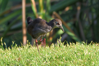 Gallinule poule-d'eau - Common Moorhen