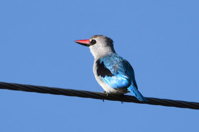 Martin-chasseur du Sngal - Woodland Kingfisher