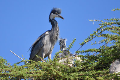 Héron mélanocéphale - Black-headed Heron