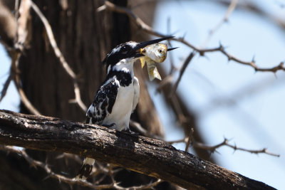 Martin-pêcheur pie - Pied Kingfisher
