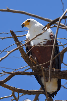 Pygargue vocifer - African Fish-Eagle