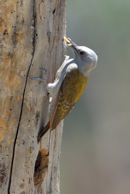 Pic goertan - Gray Woodpecker