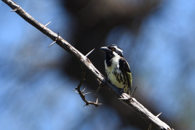 Barbican  tte noire - Black-throated Barbet