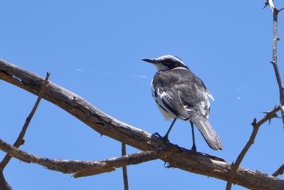 Bergeronnette pie - Pied Wagtail