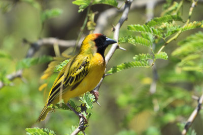 Tisserin du Nil - Northern Masked-Weaver