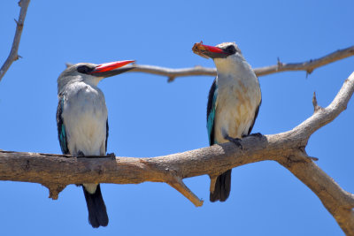 Martin-chasseur du Sngal - Woodland Kingfisher