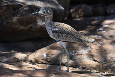 Oedicnme vermicul - Water Thick-knee