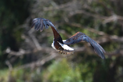 Pygargue vocifer - African Fish-Eagle