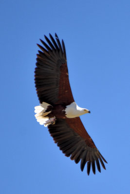 Pygargue vocifer - African Fish-Eagle