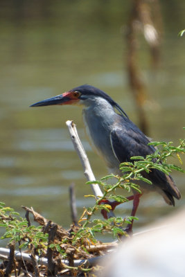 Héron striée - Striated Heron
