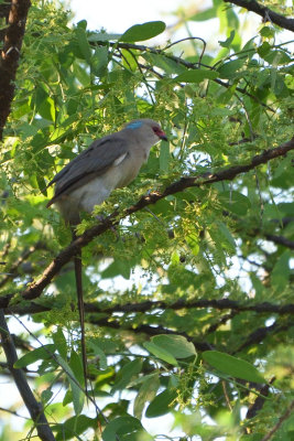 Coliou hupp - Blue-naped Mousebird