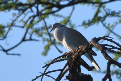 Tourterelle pleureuse - African Mourning Dove