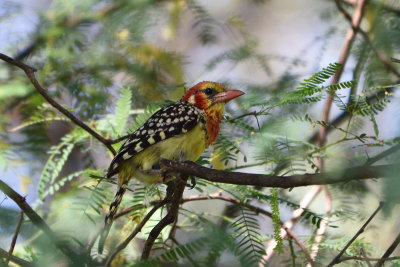 Barbican  tte rouge - Red-and-yellow Barbet