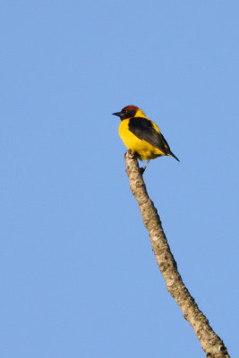 Tisserin  cape brune - Brown-capped Weaver