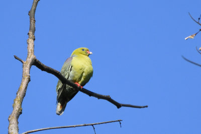 Colombar  front nu - African Green-Pigeon