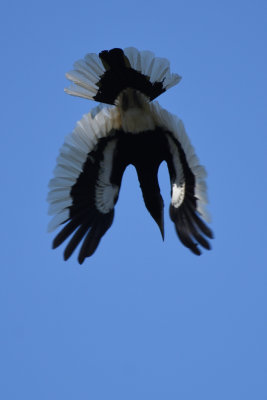 Calao  joues grises - Black-and-white-casqued Hornbill