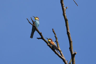 Gupier d'Europe - European Bee-eater