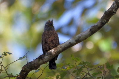 Barbican  gorge grise - Gray-throated Barbet