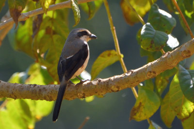Pie-grièche de Mackinnon - Mackinnon's Shrike