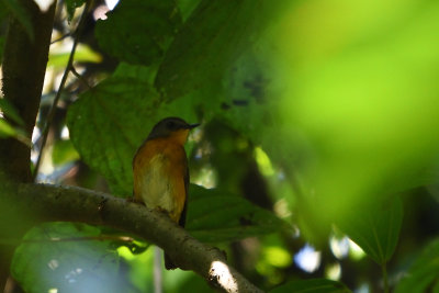 Rougegorge Équatorial, Equatorial Akalat