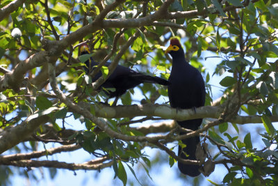 Touraco de Lady Ross, Ross's Turaco