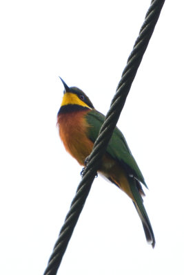 Gupier montagnard - Cinnamon-chested Bee-eater