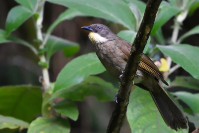 Bulbul  gorge claire - Yellow-throated Greenbul