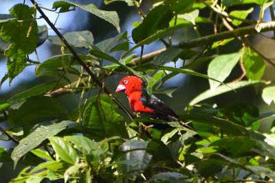 Becbleu  tte rouge, Red-headed Bluebill