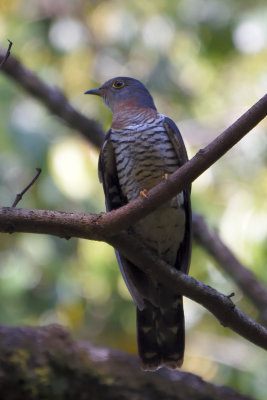 Coucou solitaire - Red-chested Cuckoo