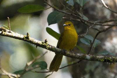 Bulbul joyeux, Joyful Greenbul