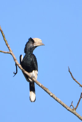 Calao  joues grises - Black-and-white-casqued Hornbill