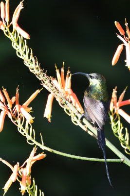 Souimanga bronz - Bronzed Sunbird