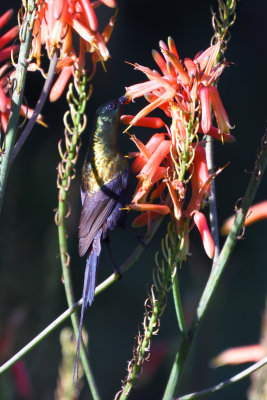 Souimanga bronz - Bronzed Sunbird