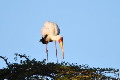 Tantale ibis - Yellow-billed Stork